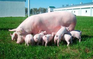 Як годувати свиней сухим кормом