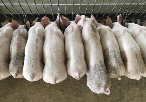 Як правильно годувати свиней 2