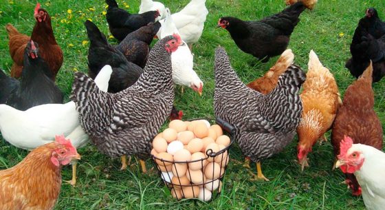Що робити, якщо кури їдять яйця?-3